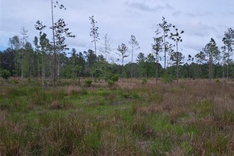Land in Citra, Florida № 1869303 - photo 2
