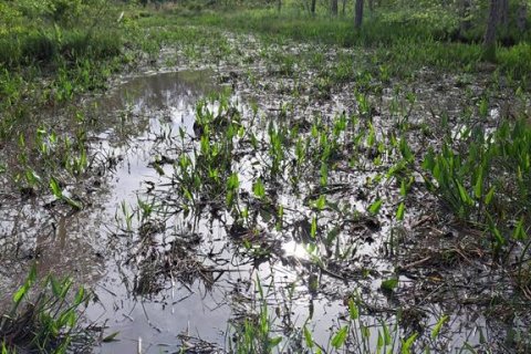 Land in Citra, Florida № 1869303 - photo 4