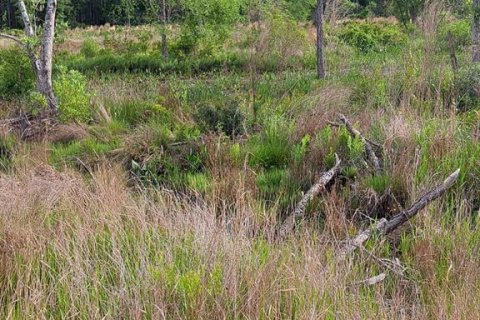 Land in Citra, Florida № 1869303 - photo 7