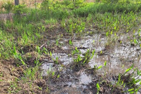 Land in Citra, Florida № 1869303 - photo 5