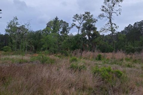 Land in Citra, Florida № 1869303 - photo 9