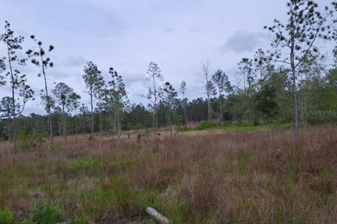 Land in Citra, Florida № 1869303 - photo 8