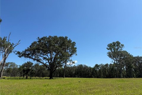 Terrain à Micanopy, Floride № 2104156