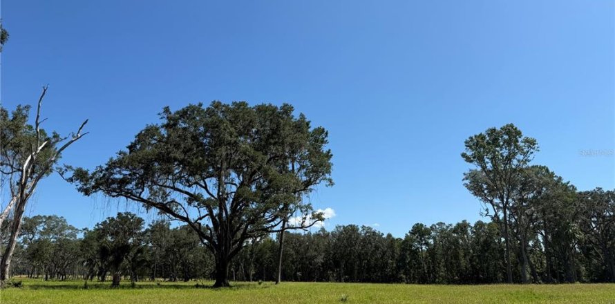 Land in Micanopy, Florida № 2104156
