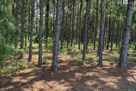 Land in Oxford, Florida № 1909314 - photo 2