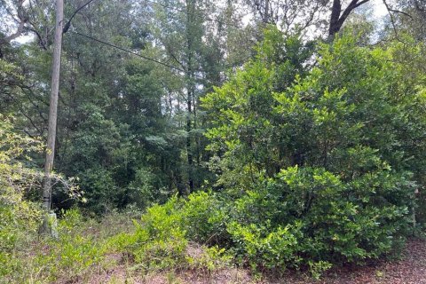 Land in Dunnellon, Florida № 2165841 - photo 5
