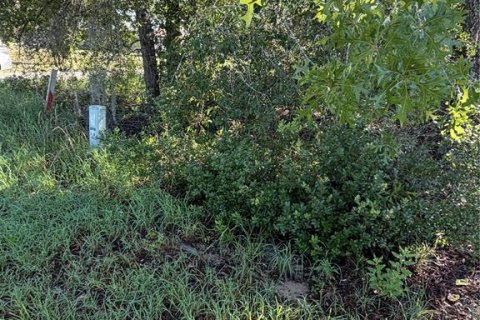 Land in Interlachen, Florida № 2219375 - photo 3