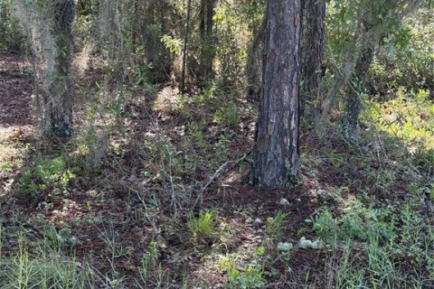 Land in Interlachen, Florida № 2219375 - photo 5