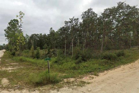 Land in Williston, Florida № 2161139 - photo 3