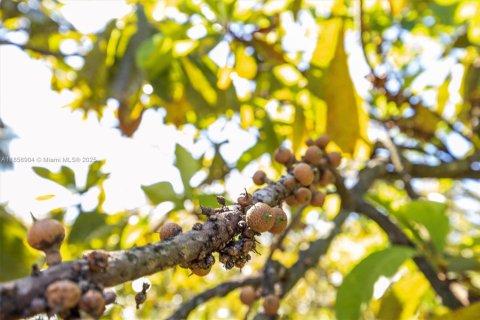 Commercial property in Homestead, Florida № 1978189 - photo 16