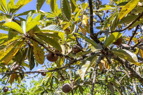 Commercial property in Homestead, Florida № 1978189 - photo 13