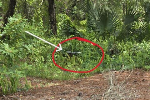 Land in Ocklawaha, Florida № 1837109 - photo 16