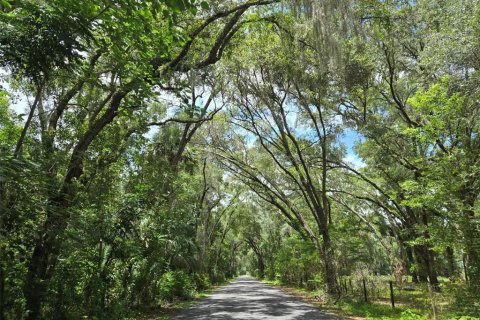 Land in Ocklawaha, Florida № 1837109 - photo 5
