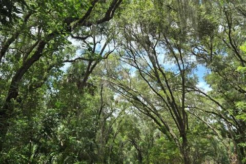 Land in Ocklawaha, Florida № 1837109 - photo 8