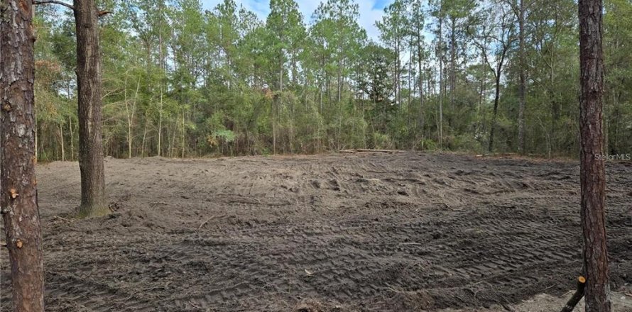 Terrain à Williston, Floride № 2234481