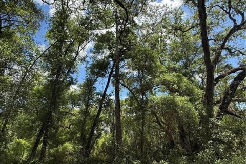 Land in Webster, Florida № 2165621 - photo 6