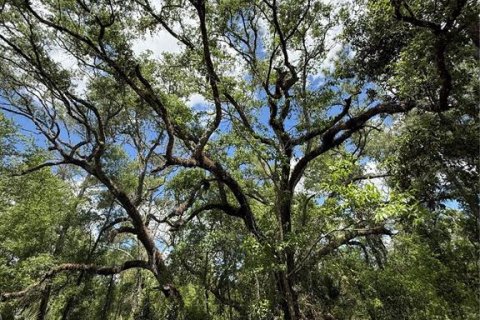 Land in Webster, Florida № 2165621 - photo 2