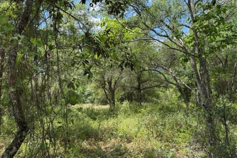 Land in Webster, Florida № 2165621 - photo 5