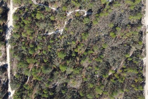 Terrain à vendre à Homosassa, Floride № 2148342 - photo 12
