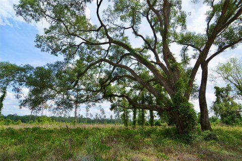 Land in Live Oak, Florida № 1657874 - photo 7