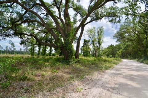 Land in Live Oak, Florida № 1657874 - photo 6
