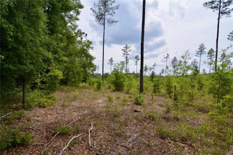 Land in Live Oak, Florida № 1657874 - photo 25