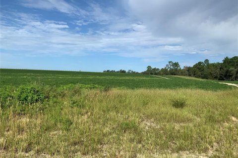 Land in Morriston, Florida № 2208188 - photo 4