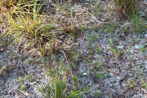 Terreno en venta en Wesley Chapel, Florida № 1885844 - foto 4
