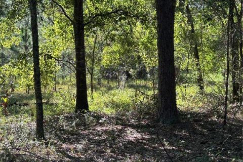 Terreno en venta en Wesley Chapel, Florida № 1885844 - foto 5