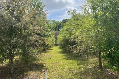 Land in Citra, Florida № 1051479 - photo 3