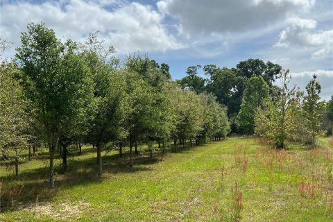 Land in Citra, Florida № 1051479 - photo 13