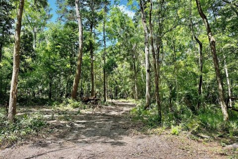 Terrain à vendre à Gainesville, Floride № 1681271 - photo 30
