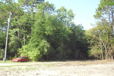 Land in Ocala, Florida № 2162567 - photo 4