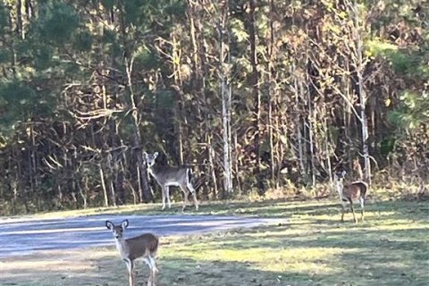 Terreno en venta en Williston, Florida № 2101797 - foto 2