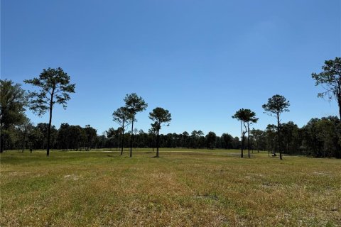 Land in Micanopy, Florida № 1916604 - photo 3