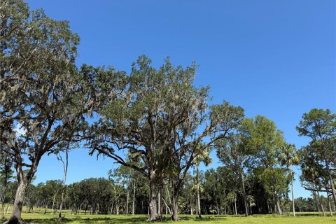 Land in Micanopy, Florida № 1916604 - photo 7