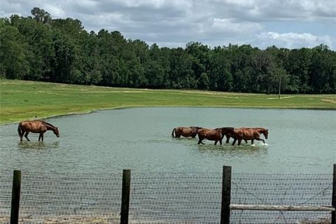 Terreno en venta en Ocala, Florida № 1688455 - foto 3