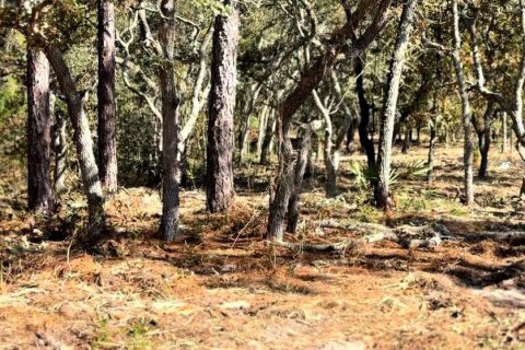 Land in Brooksville, Florida № 1883645 - photo 2