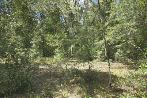 Terrain à vendre à Williston, Floride № 1915956 - photo 4