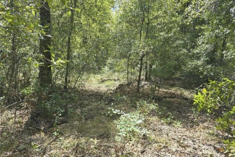 Terrain à vendre à Williston, Floride № 1915956 - photo 5