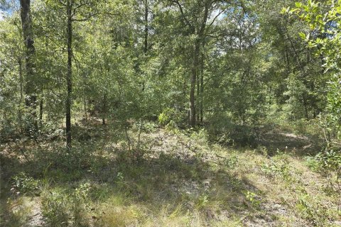 Terrain à vendre à Williston, Floride № 1915956 - photo 3