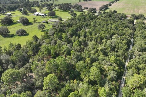 Terrain à vendre à Williston, Floride № 1915956 - photo 9