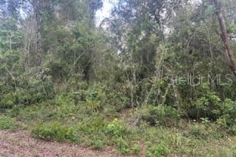 Land in Webster, Florida № 2161867 - photo 4