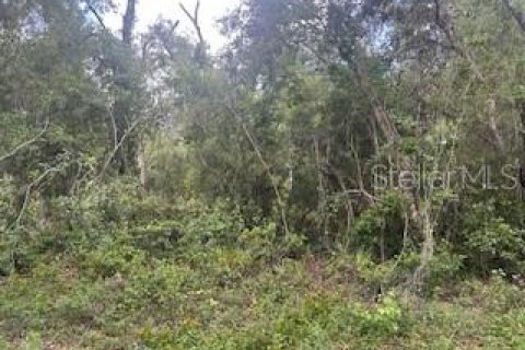 Land in Webster, Florida № 2161867 - photo 2