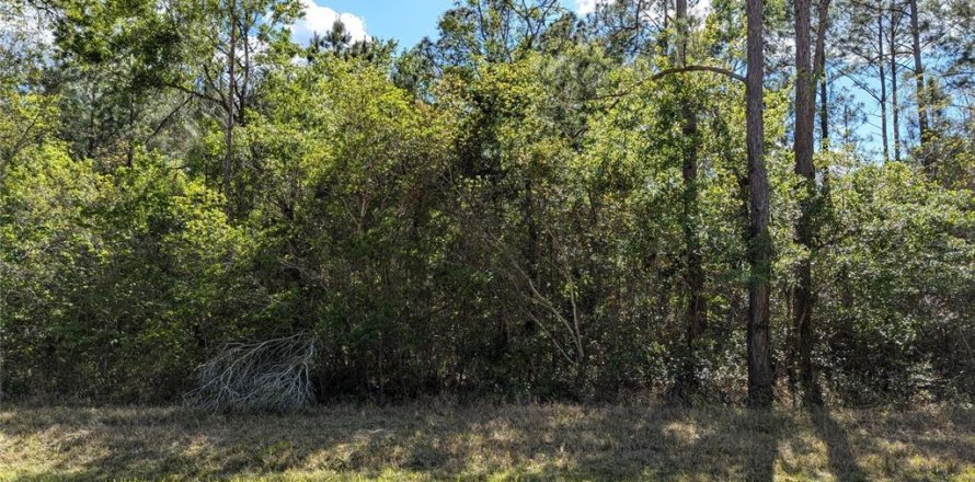 Terreno en Waldo, Florida № 1871052
