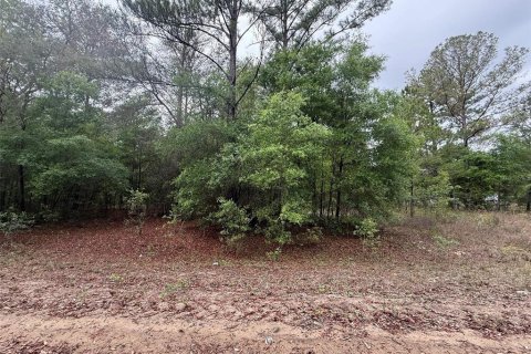 Terrain à vendre à Interlachen, Floride № 2205747 - photo 3