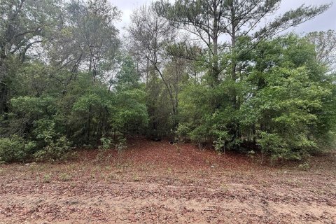 Terrain à vendre à Interlachen, Floride № 2205747 - photo 6