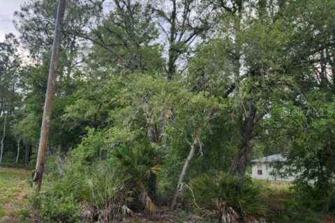 Land in Ocala, Florida № 2165856 - photo 3