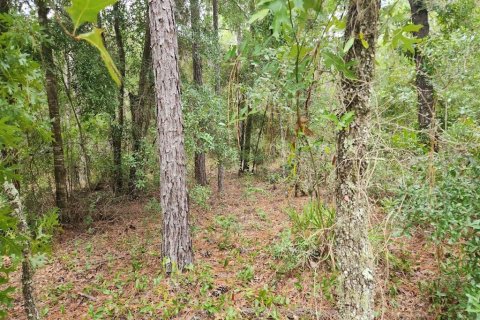 Land in Ocala, Florida № 2212675 - photo 4