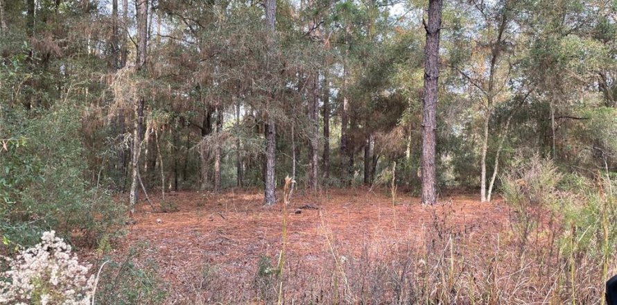 Terrain à Ocala, Floride № 2228733